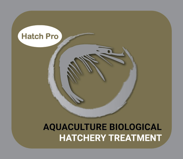 Hatching Professional Syaqua